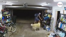 Dieb bricht in Garage ein: Die Reaktion des Golden Retrievers bringt ihn völlig aus dem Konzept (Video)