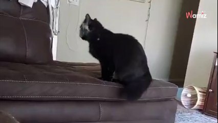 Familie adoptiert schwarze Katze: Doch plötzlich verwandelt sie sich zu einem anderen Wesen