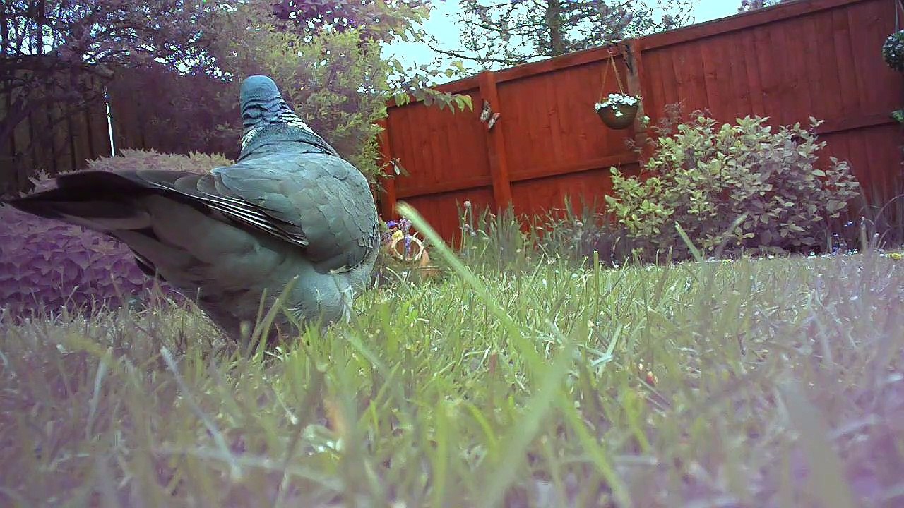 PIGEON-4