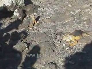 Galapagos Islands travel: Female iguana greeting male.