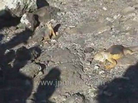 Galapagos Islands travel: Female iguana greeting male.