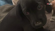 Creen estar regalando un cachorro a una buena familia y descubren que lo están golpeando con un martillo