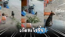 นอนอยู่ดี ๆ ก็มีไม้ทับ ! เจ้าตูบงงหนัก หลังโดนเพื่อนหมาลากกิ่งไม้ข้ามตัวกลางฝันหวาน