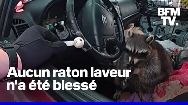 Aux États-Unis, les policiers se sont retrouvés face à un raton laveur en possession d'une pipe de méthamphétamine