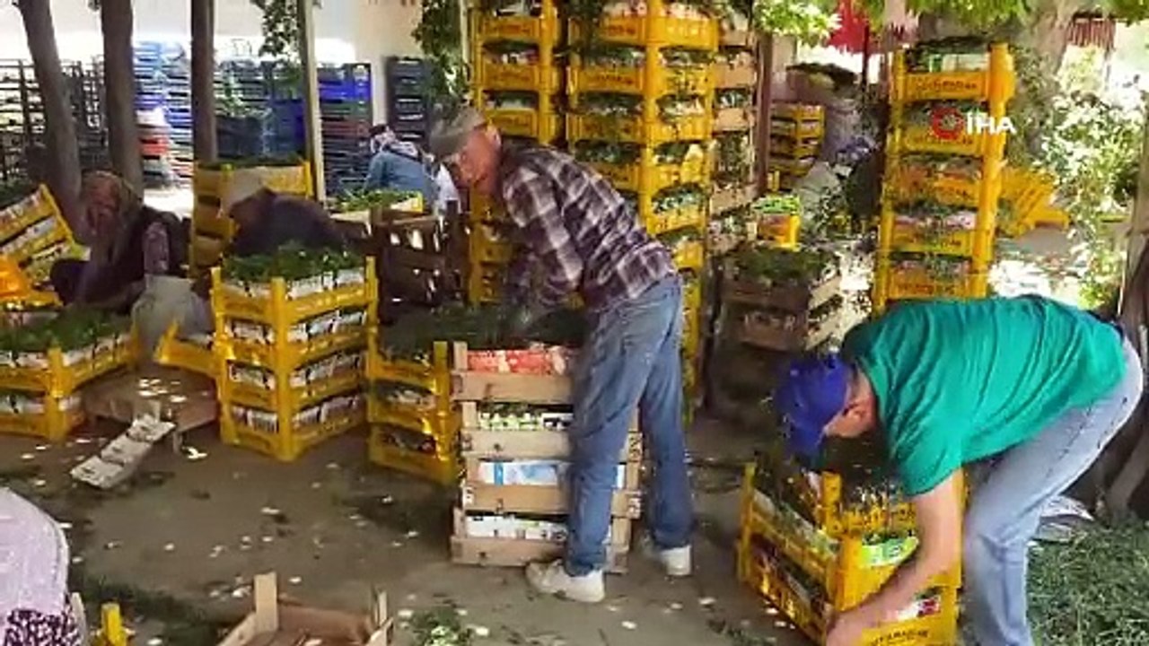 Hiç masrafı yok! Türkiye'nin ''yeşil hazinesi'' kilosu 200 liradan satılıyor