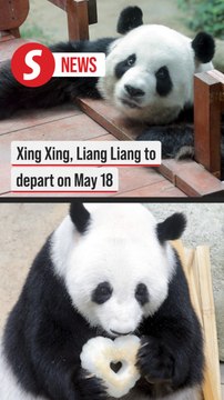 Farewell Xing Xing and Liang Liang: Pandas set to leave Malaysia on May 18 after 11 years