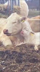 "Cows Just Chillin': The Most Relatable Hay Day Ever 🐄😂"