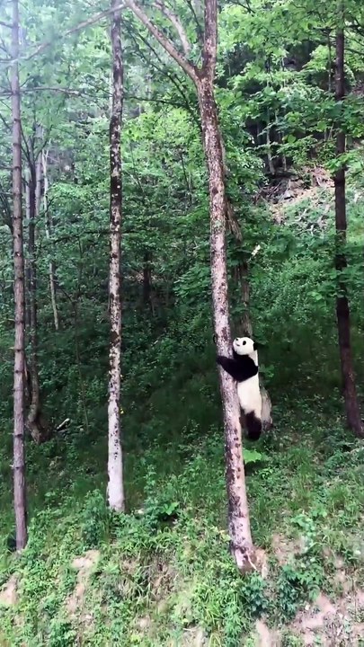 The daily life of pandas 🐼(83)   #Panda #Lovely