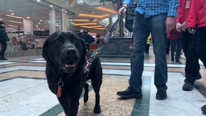 How these adorable pups can help the deaf