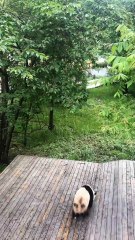 The daily life of pandas 🐼(84)   #Panda #Lovely