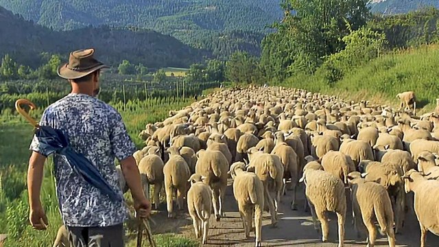 Les Dernières grandes Transhumances Bande-annonce VF