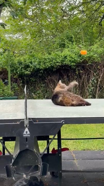 Tailless Cat Tries to Catch Table Tennis Ball While Owners Play