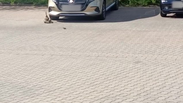 Crow Swoops in and Grabs Duckling as It Was Going Under Car