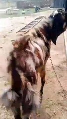 Lion Color Brown Beetal Goat