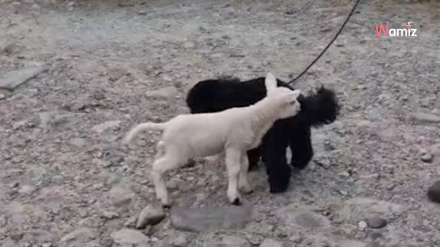 Un agneau part à la rencontre d’un caniche : ils font craquer Internet en quelques secondes