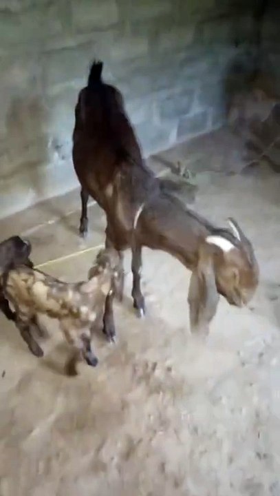 Graceful Nagri Goat with Her Two Adorable Kids