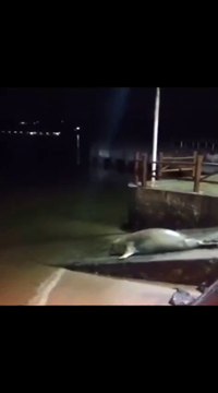 Leão-marinho é avistado em Candeias e intriga moradores; assista