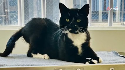 Ce chat des rues arrive au cabinet vétérinaire : contre toute attente il devient manager d'équipe (vidéo)