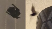 Bat flies into man's bedroom
