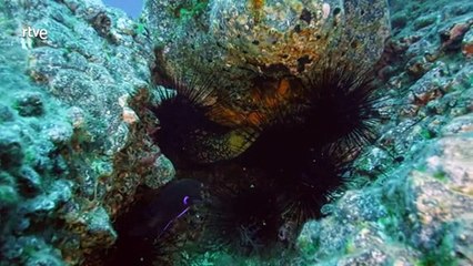 Documental. Portugal una tierra salvaje al borde del mar