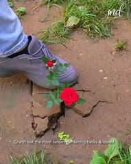 Check out these next level gardening hacks & ideas!🧑‍🌾💯