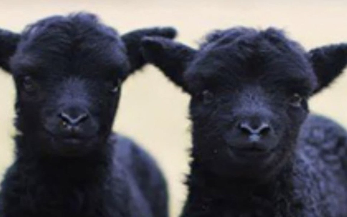 Lamb zoomies