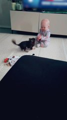 Chihuahua Entertains Toddler With Zoomies