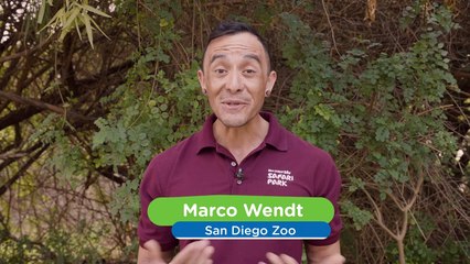 You Will Never Guess How Fast Eagles Can Fly!