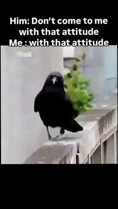 "When Birds Get Sassy 🐦😒"