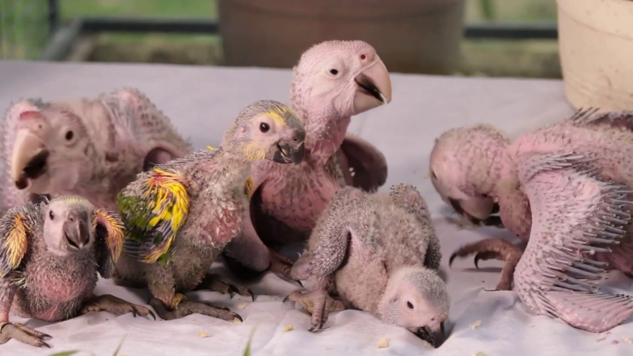 Cute Animal Sounds: Kitten, Puppy, Chicken, Elephant, Duck, Pig, Horse, Rabbit, Cow - Animal Video