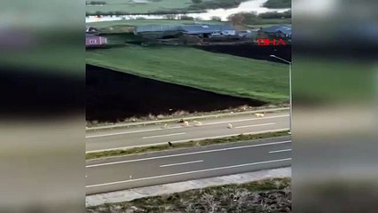 Bozayının şehir turu kamerada: Köpeklerle dolaşıp, halı sahaya gitti