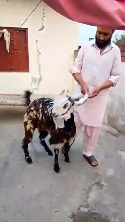 0325-4681937 Beautiful Pahari Cross Male Goat/Lahore/Special Discount for Potohar Animals Viewers