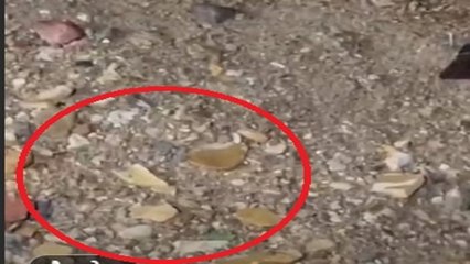 Watch Video  जैसलमेर और रामगढ़ क्षेत्र में मिले जिंदा बम