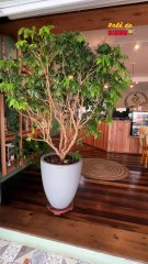 Green Cake: a cafeteria onde o bolo cura saudade e a comida acolhe