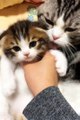 cute cat short video + #cat #cutecat #short