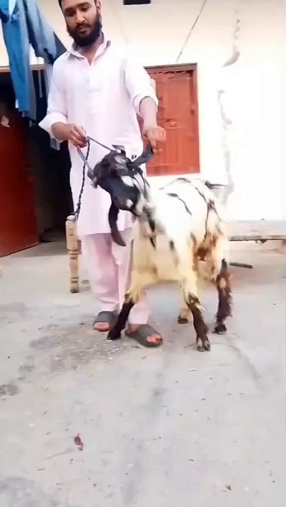 03254681937/Ready to Sacrifice/Pahari Male Goat/Lahore Special/Discount/customers/come/from/channel