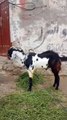 03254681937Desi Goat/Lahore/Perfect Choice for Qurbani