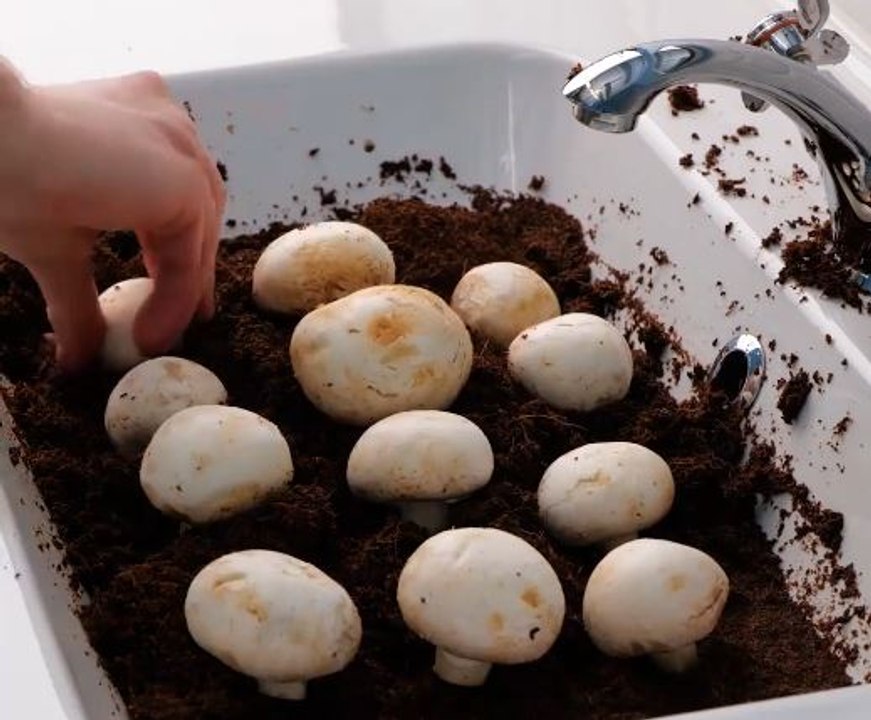 Grow Baby Grow! Indoor Gardening Hacks That Thrive!