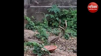 सहारनपुर में नाग नागिन का डांस