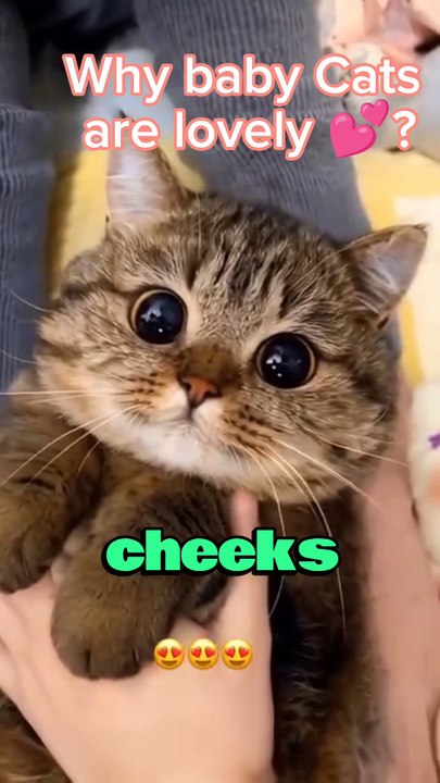 Why do we love Baby cats or kittens 🐈 #animals #cute #cutebaby