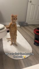 My cats first time hearing the bath