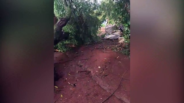 Temporal causa estragos em Cascavel: árvores caem e Bombeiros são acionados