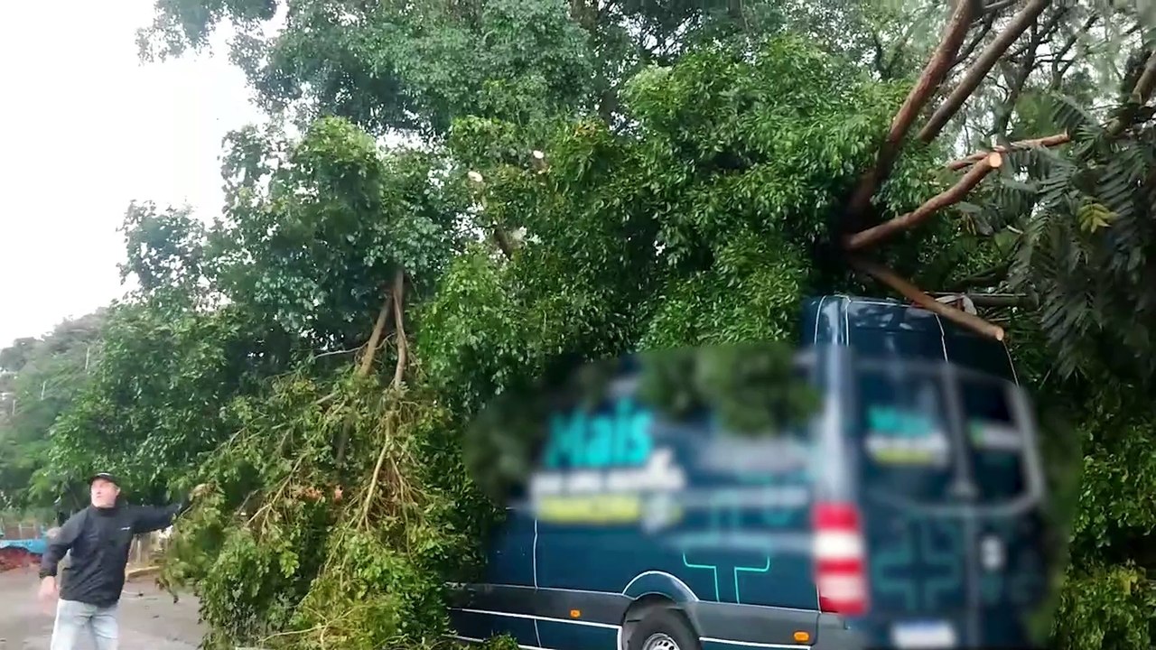 Árvore de grande porte cai sobre veículos e provoca caos na Rua Mutum