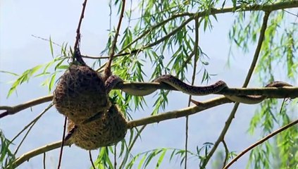 Life in Cold Blood_4of5_Sophisticated Serpents