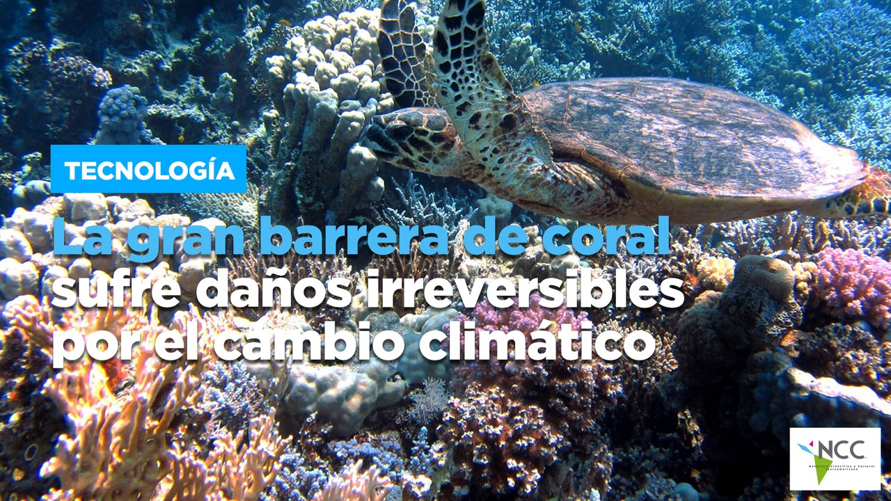 La gran barrera de coral sufre daños irreversibles por el cambio climático