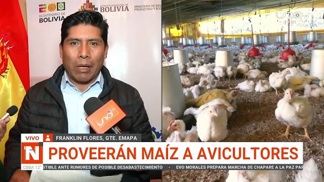 proveeran maiz a avicultores