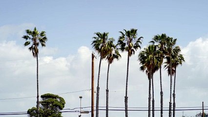 The Beach Blonde | movie | 2025 | Official Teaser