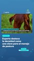 Experto destaca la densidad como una clave para el manejo de pastura