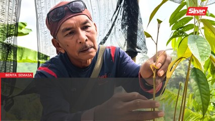 'Jurunikah' durian jana pendapatan lumayan
