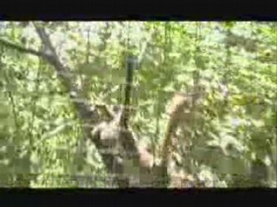 What is a Squirrel Monkey?